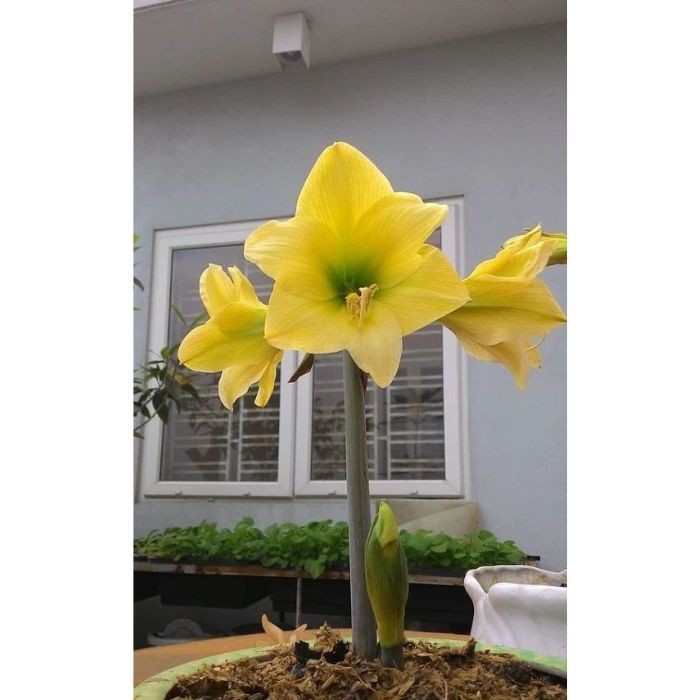 Lilium martagon – 100 sementes com manual de cultivo pronta entrega envio em 24h II