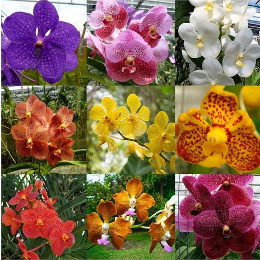 300 sementes tratadas de orquídeas pra vasos e jardins em Oferta na Shopee