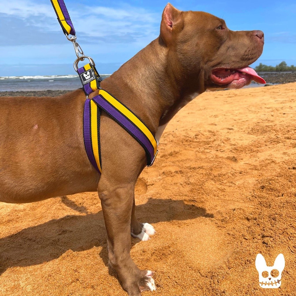 Peitoral Reforçado Com Guia Para Cachorro de Raças Medias e Grande Porte