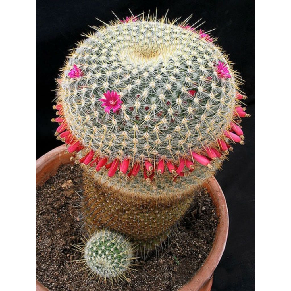 100 Sements de Cacto alfineteiro dourado (Mammillaria muehlenpfordtii)