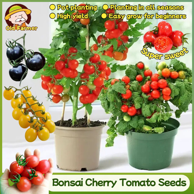 Bonsai de Frutas: Onde Comprar | BuscaProdutos