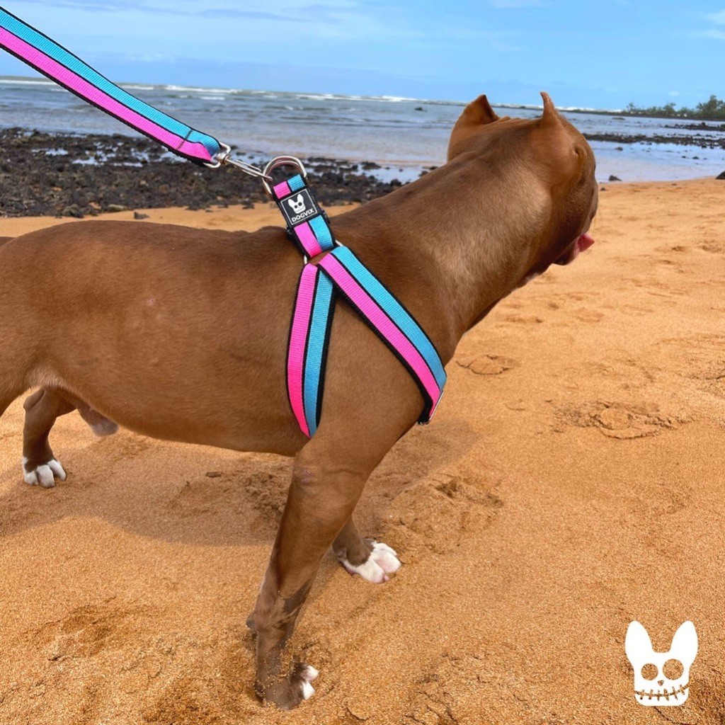 Guia para Cachorro Raças Médias: Onde Comprar | BuscaProdutos