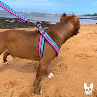 Coleira Peitoral reforçado Com Guia Para Cachorro de Raças Medias e Grande Porte Salu