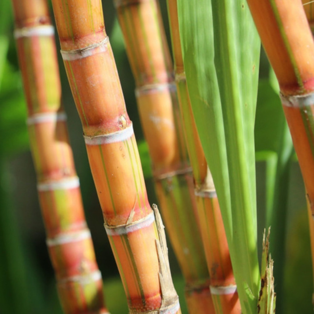 PROMOÇÃO ENVIO RAPIDO 100 Sementes para Muda De Cana Caiana Original Olhos+pdf Plantio Premium em Oferta na Shopee