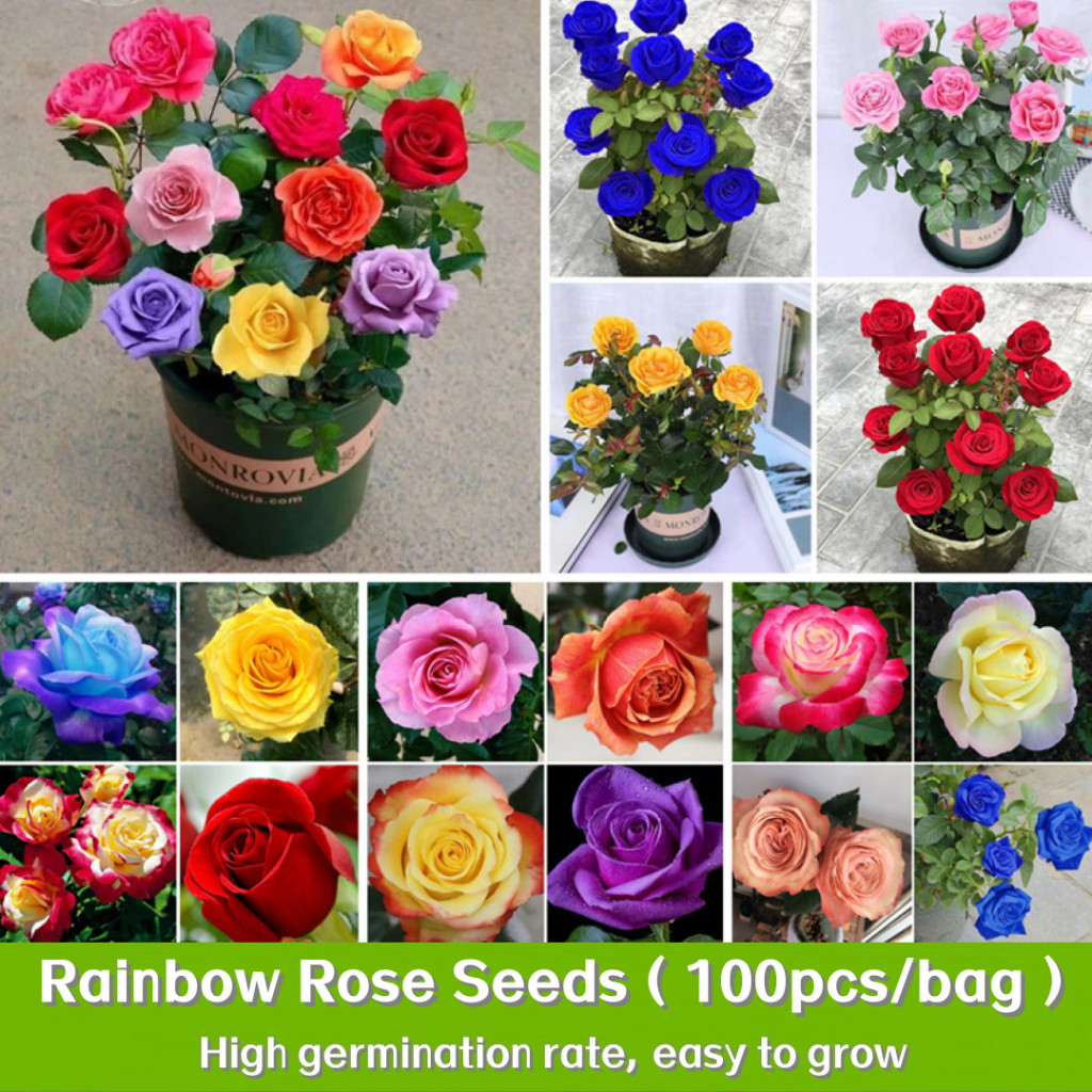 200 500 Cápsulas/pacote Arco-íris Rosa Sementes Flor Vasos de Plantas Sementes Coloridas Rosa Vaso Planta Planta