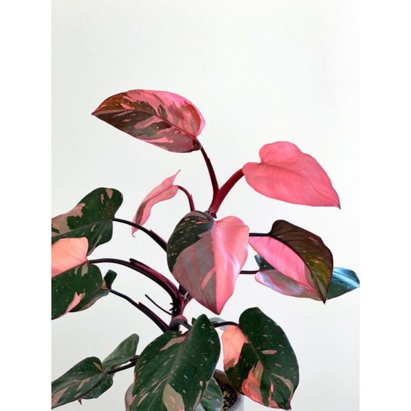500 Sementes Philodendron Princesa Rosa (Pink Princess) | Planta Rara Tropical | Jardim e Vasos
