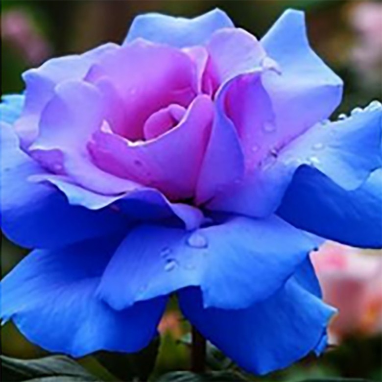 Sementes de Rosa Arco-Íris Rara para Jardim 200/500pcs Alta Germinação Flores Coloridas Bonsai Planta Ornamental