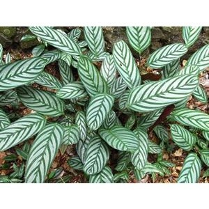 100 sementes maranta cinza h