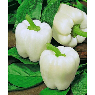 100 sements pimentao branco com manual de cultivo V V em Oferta na Shopee