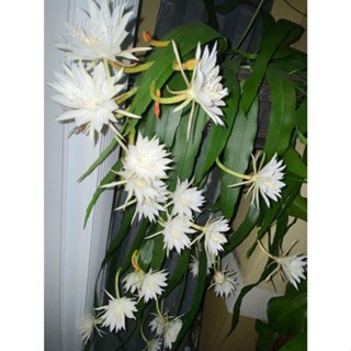 dama da noite 30 Sementes de Com Manual de Plantio pronta entrega despachamos seu pedido em 24h I em Oferta na Shopee