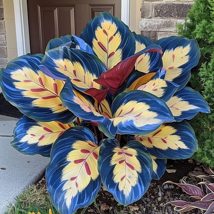 Caladium Viridivortex 100 sementes com manual de cultivo II I em Oferta na Shopee