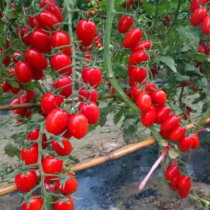 Tomate Cereja Doce de Alto Rendimento 200 500 Sementes - Variedade Rápida Sementes de Tomate Anão Sementes de Fruta de T