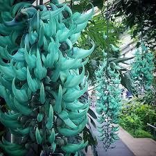 30 Sementes de Trepadeira Jade ( Strongylodon macrobotrys) Sortidas Com Manual de Cultivo III