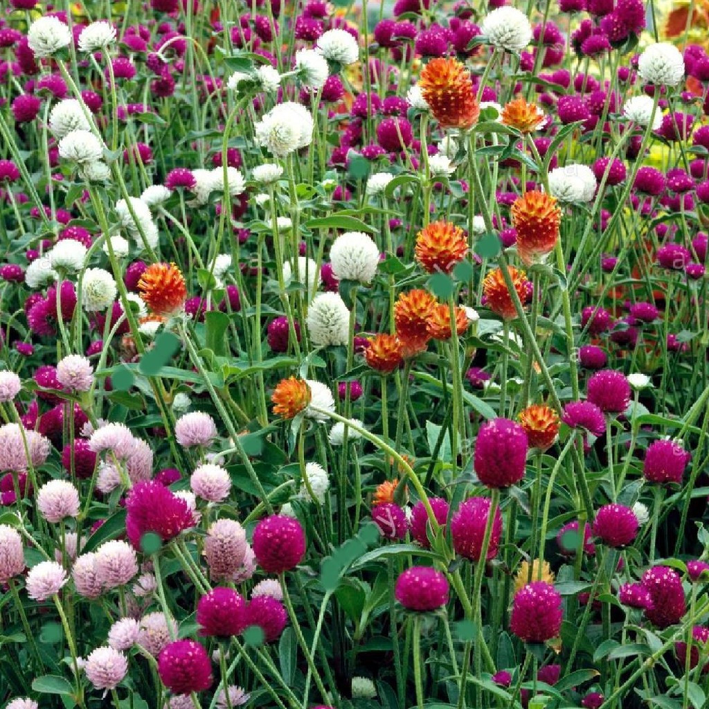(200 500 sementes/pacote) Sementes de Flor de Amaranto Globo Cores Misturadas