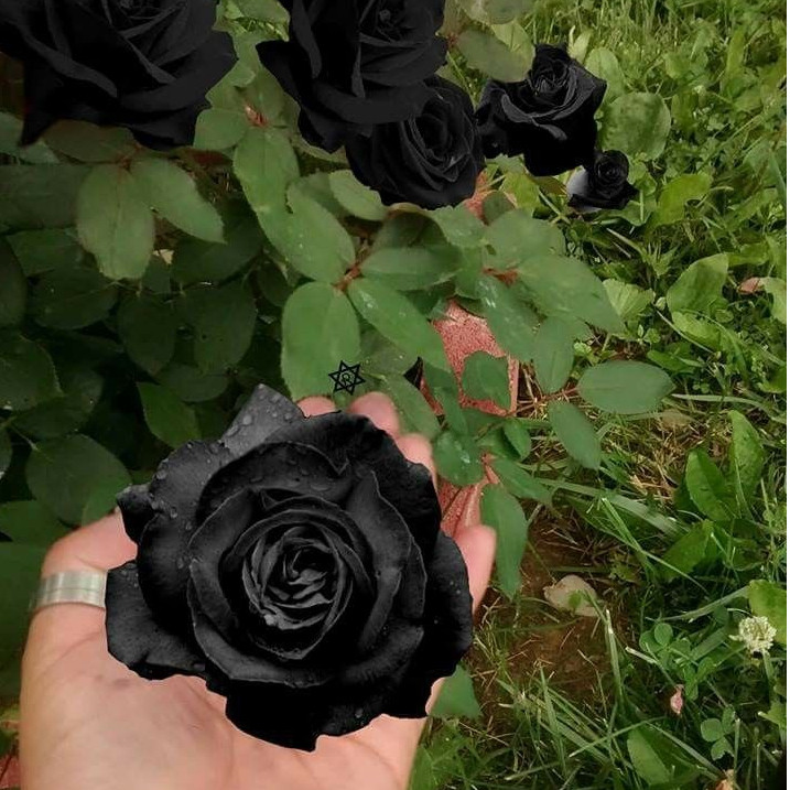 100 sementes de flor rosa negra pra fazer mudas em Oferta na Shopee