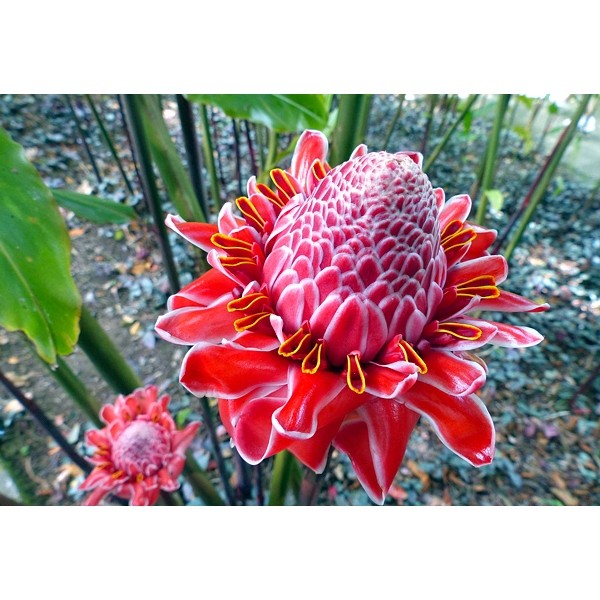 100 Sementes de  Bastão do Imperador(etlingera elatior) Sortidas Com Manual de Cultivo II