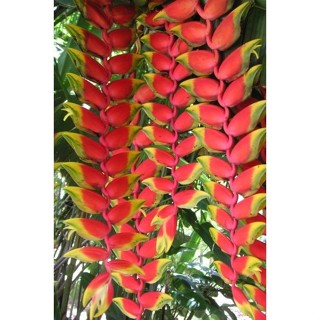 100 sementes heliconia parrot's beak com manual de cultivo pronta entrega envio em 24h I em Oferta na Shopee
