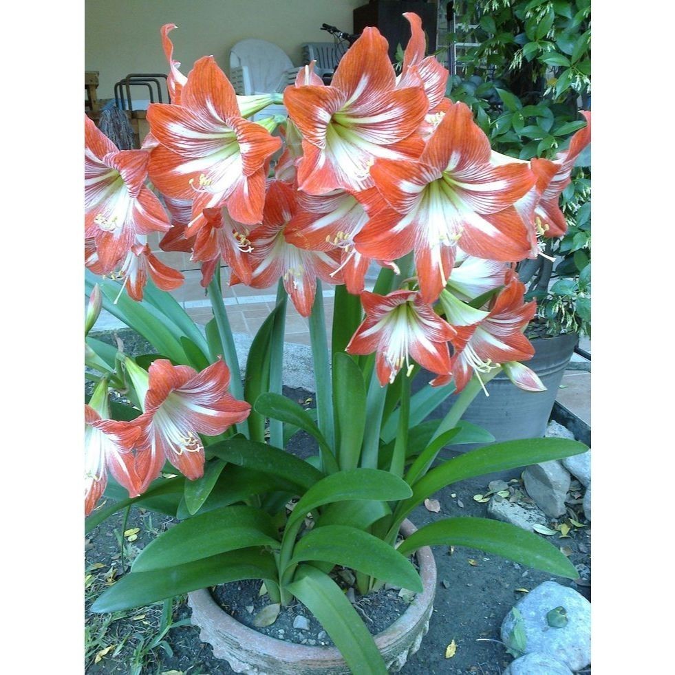 Lirio da Paz (Spathiphyllum spp.)100 Sementes de Com Manual de cultivo I em Oferta na Shopee