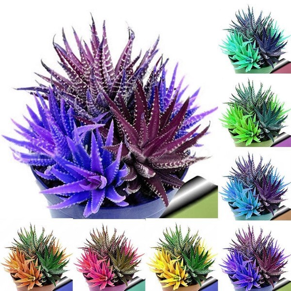 pcs/Saco Flor Rara Cacto Colorido 200 500 Sementes Bonsai Suculento Cacto Sementes de Aloe