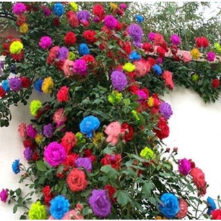 250 Sementes De Rosas Trepadeiras  Cores variadas Mix sortidas t5