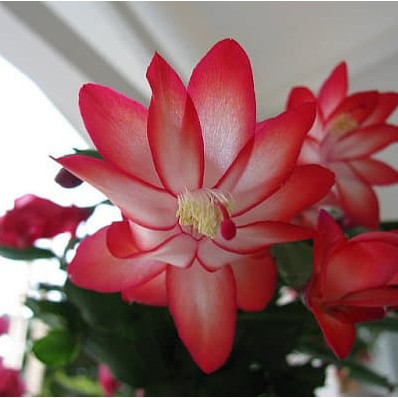 100 Sementes De Flor De Maio Cor Vermelha bw em Oferta na Shopee