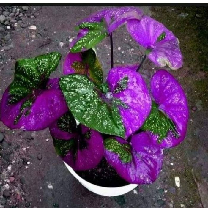 100 sements caladio purple barret com manual de cultivo h top