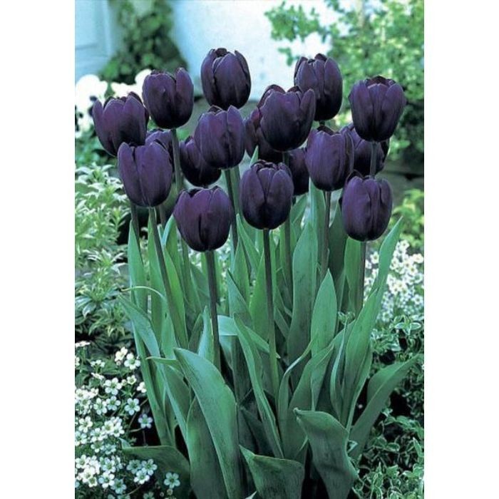 Tulipa 'Midnight Dream' – 100 sementes com manual de cultivo pronta entrega envio em 24h II