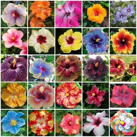 Sementes hibiscos sortidos mix espécies com manual de cultivo Premium em Oferta na Shopee