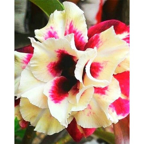 1000 Sementes de Trevo Rosa Pêssego (Rosa do Deserto) Fácil de Germinar para Jardim/Decoração