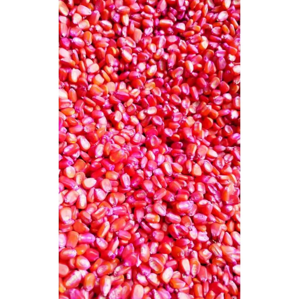 ATÉ 1KG Milho Para Plantio ( Milho de Canjica) - Milho Hibrido Grande