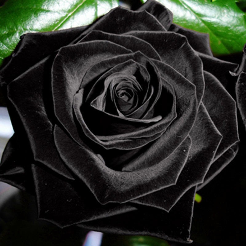 200/500 Sementes de Rosa Negra Mística p/ Jardim | Planta Ornamental | Flores Raras p/ Vaso e Quintal