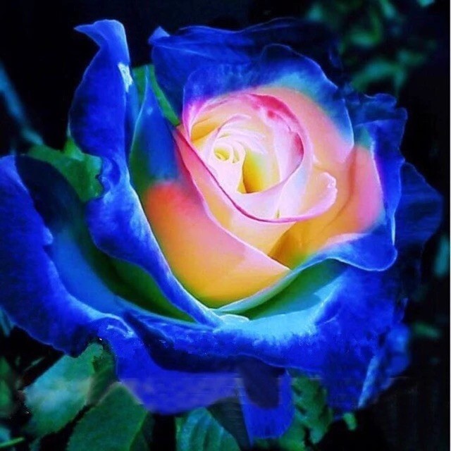Sementes de Rosa Rara Borda Azul 200-500 Unidades | Flor Ornamental para Jardim e Vasos | Fácil Plantio