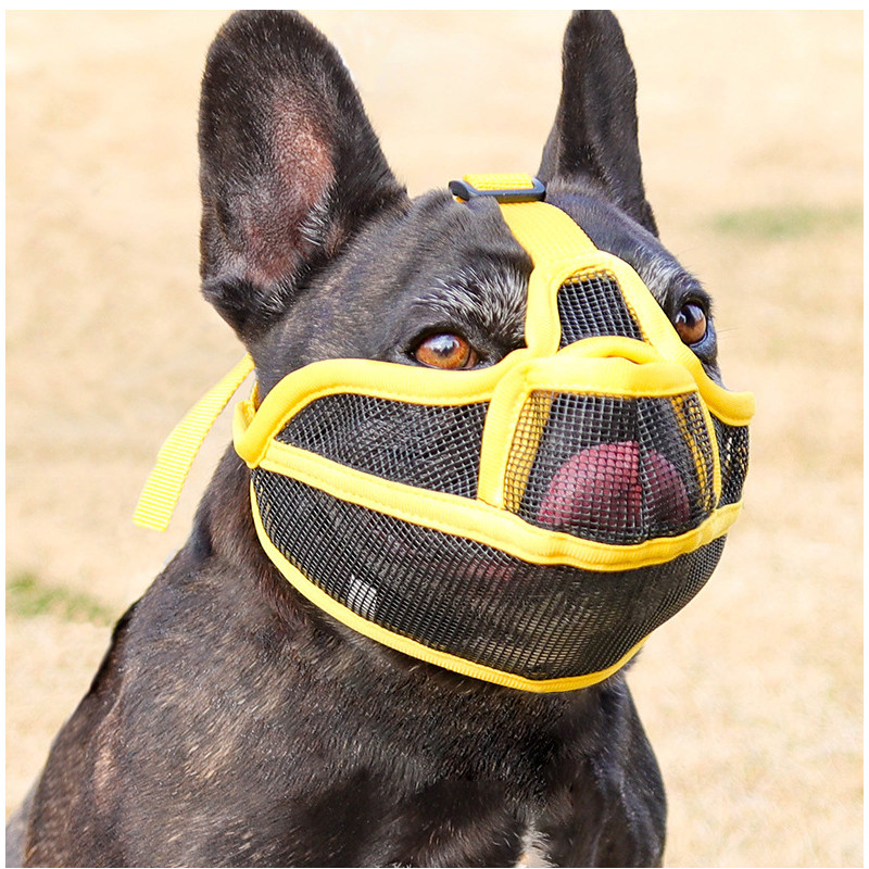 O que é Focinheira para Bulldog Francês? Guia e Onde Comprar | BuscaProdutos