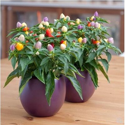 Muda de Mini Pimenta - Comprar com Melhor Preço em Essenciais para Culinária