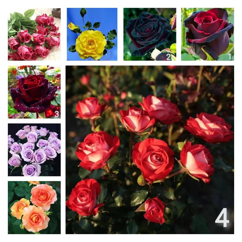 200-500 Sementes de Rosa Dragão Rara Bonsai Flor Alemanha | Rosas Lindas para Plantio Jardim Vaso