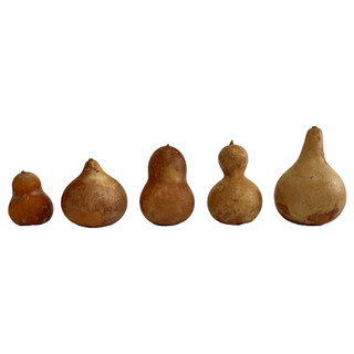 Kit 5 Cabaças Mini Porongo