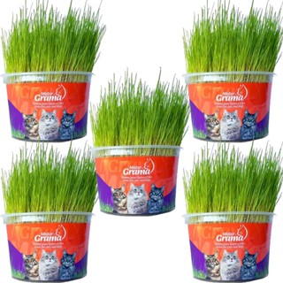 Grama Mister Para Gatos Bola De Pelo Kit 5 Unidades em Oferta na Shopee
