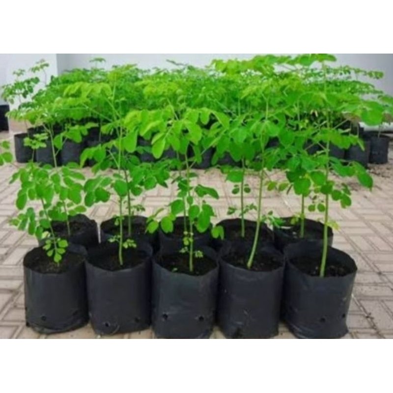 200 500 Sementes de Moringa Nativa Malungay para plantio (nova colheita) em Oferta na Shopee
