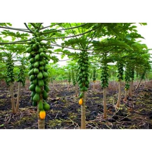 Sementes de Mamão Papaia Anão Solo 200/500 Unid Frutífera Compacta Ideal para Vaso Jardim Horta Fácil Plantio