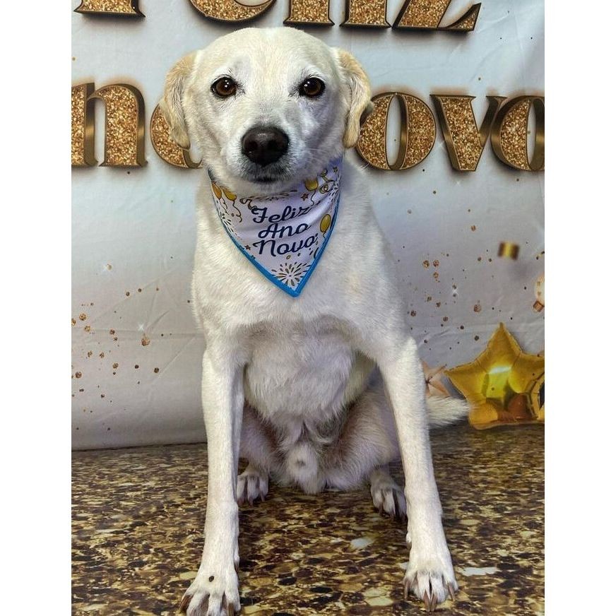20 Bandanas Tamanho G Com Viés de Ano Novo Estampas Variadas Pet Shop
