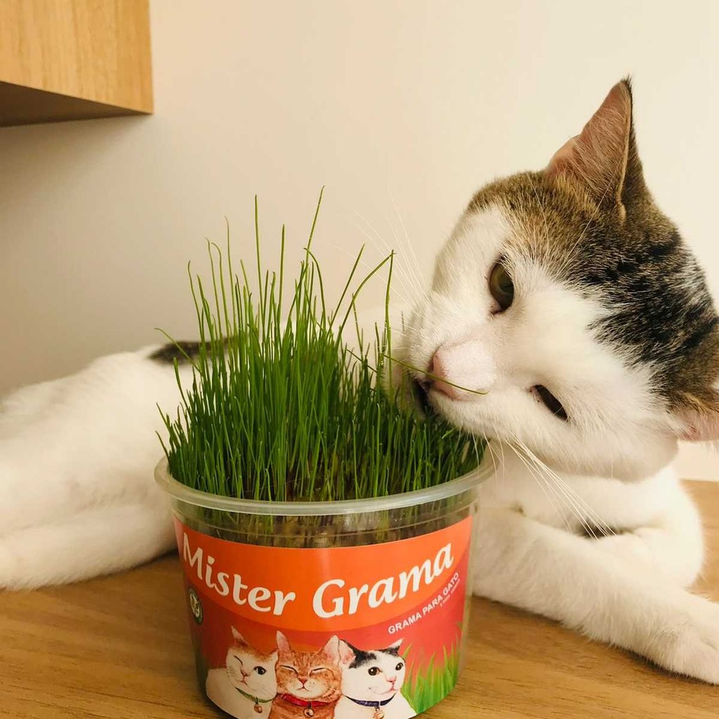 Grama Para Gatos Mister Bola De Pelo Kit 2 Unidades — imagem 2 de 2