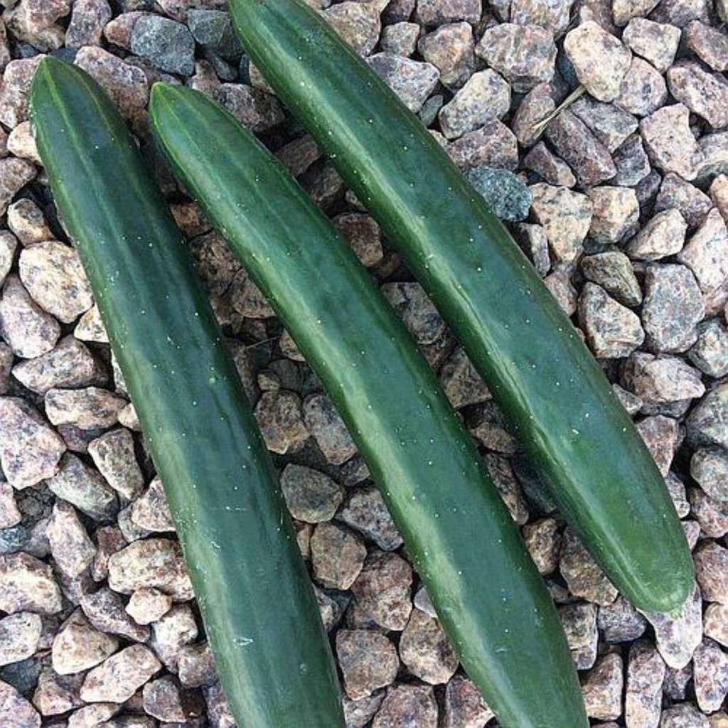 Sementes de Pepino Japonês Hibrido (Nagato) Super ISLA — imagem 2 de 2