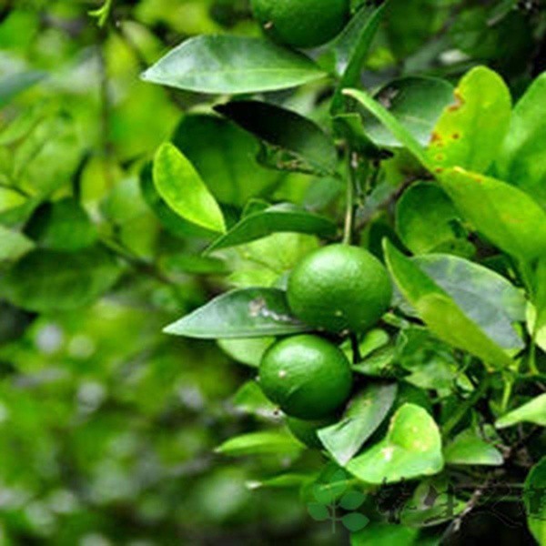 200-500 Sementes de Limão Siciliano para Plantio|Árvore Frutífera em Vaso/Varanda | Mini Bonsai Citrus Fácil de Germinar