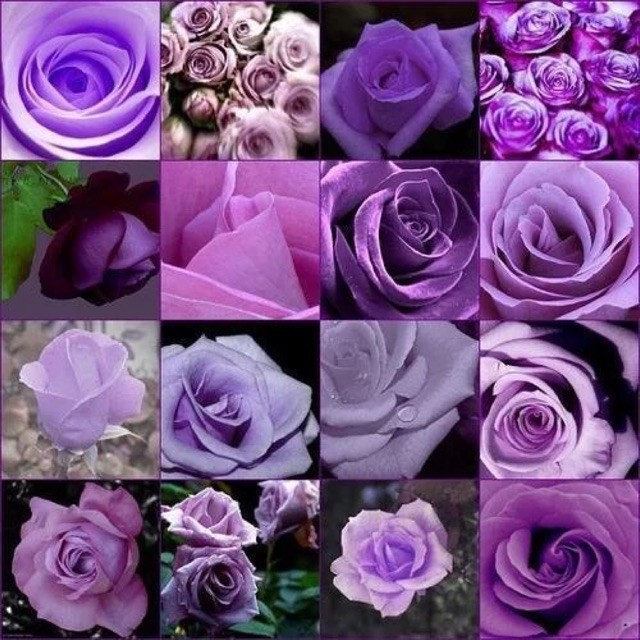 200/500 Sementes de Rosa Roxa Rara para Bonsai | Flores Ornamentais para Jardim e Vaso | Fácil Cultivo