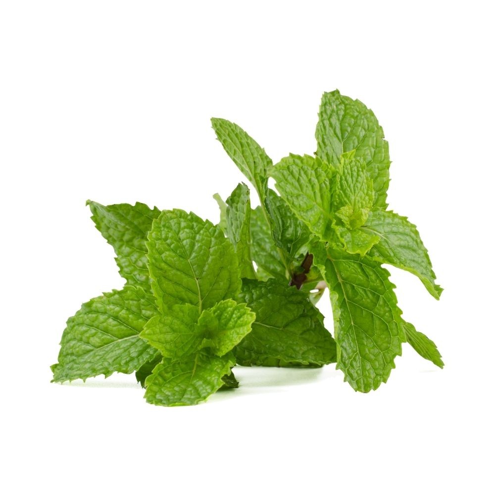 Hortelã Desidratada Planta Medicinal Aromática