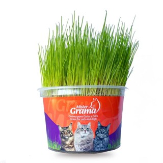 Graminha Para Gatos Orgânica Mister Elimina Bola De Pelo em Oferta na Shopee