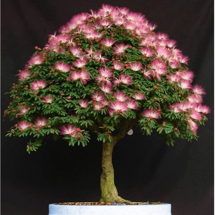 200 Sementes De Caliandra Rosa para fazer mudas J