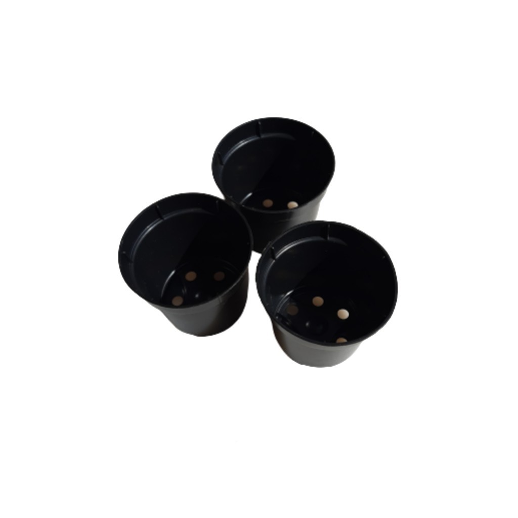 50 Vasos Pote 6 Plástico Muda 80ml Suculentas Cactos