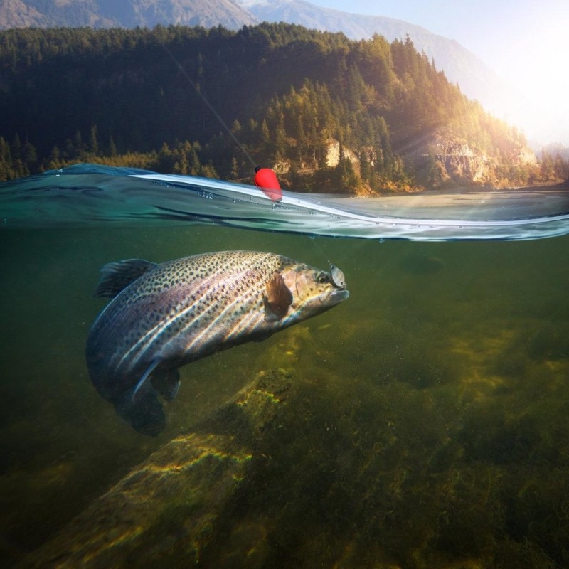 TENB 5 Pçs Flutuadores Pesca Mosca Bobbers Flutuador Flutuantes Gotas Indicadores Greves Indicador Para S