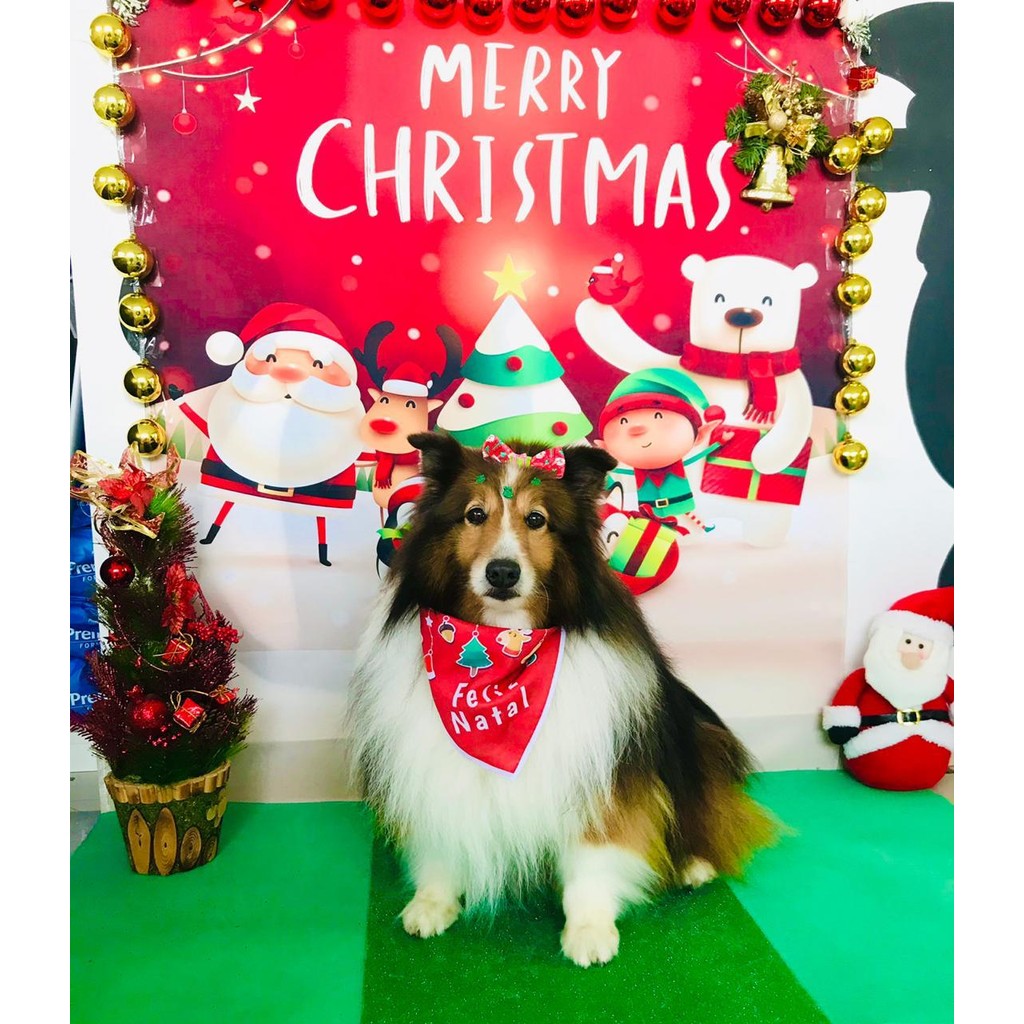 100 Bandanas M G, 50 M, 50 G, Com Viés Estampas Variadas Natal Pet Shop
